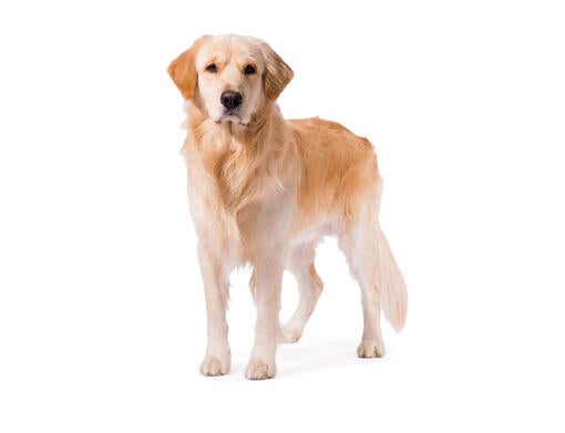 Zlaty retriever 