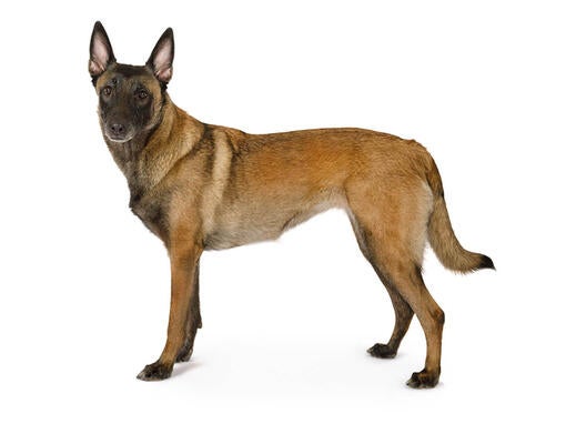Belgický ovčiak malinois