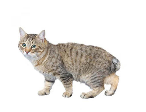 Japonský bobtail (dlhosrstý)