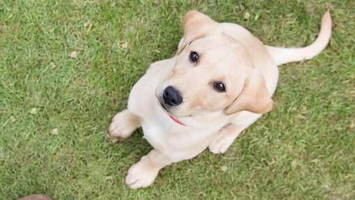 Žlté labrador šteňa pri pohľade na majiteľa