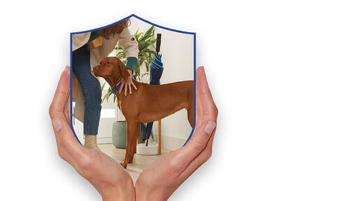Dog Chow®