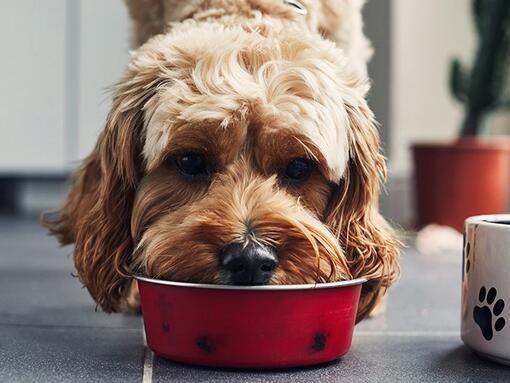 Pes jesť jedlo z červenej misky