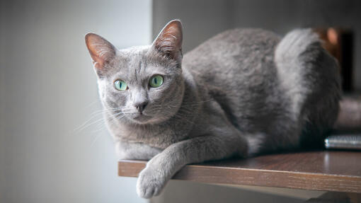 Sivá mačka, ležiaca na okraji stola s jednou labkou vytŕčajúcou zo stola
