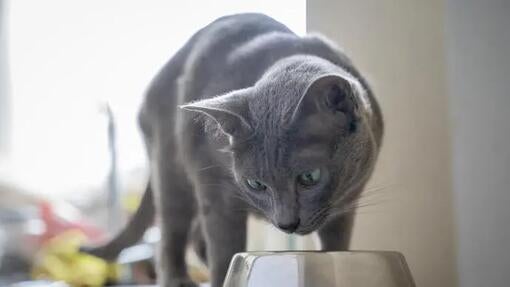 Sivá mačka čuchajúca svoju misku s jedlom