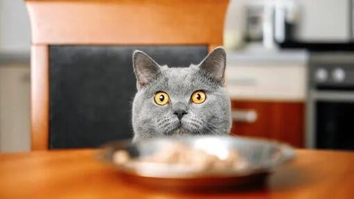Sivá mačka pozoruje na stole misku s jedlom