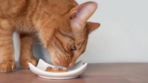Oranžová mačka žerie zo svojej misky