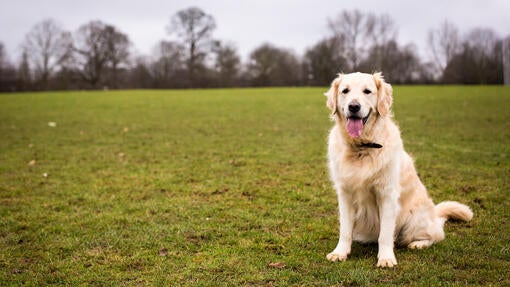 Zdá sa, že stredne veľký biely pes sediaci na tráve na poli čaká na pokyny