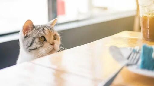 Mačka sleduje jedlo na stole