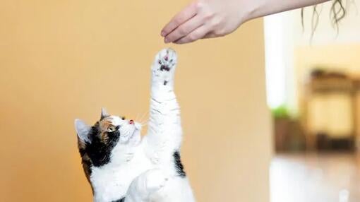 Mačka troch farieb, bielej, čiernej a oranžovej, sa snaží chytiť pamlsok z ruky svojho majiteľa