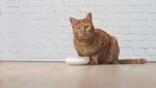 Pred miskou sedí oranžová mačka
