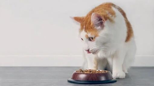 Môžu mačky jesť cesnak?