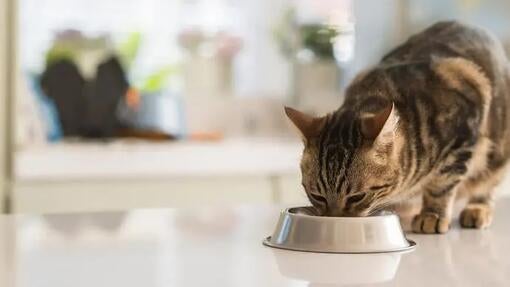 Môžu mačky jesť cesnak?