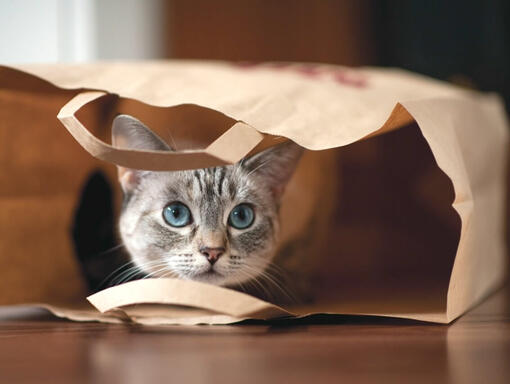 Pro Plan Sampling Február - Výber správneho pelešteka pre mačku