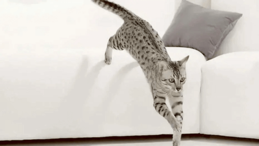 1 týždeň: VIAC ENERGIE A VITALITY | Purina ONE 