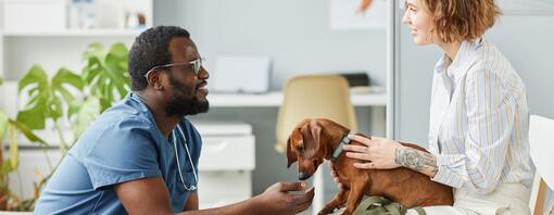 Šteniatko v čakárni s veterinárom a majiteľom