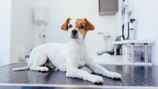 Šteniatko sedí na stole u veterinára
