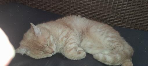 3týždenní test pre mačky recenzie