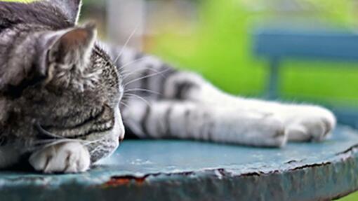 3týždenní test pre mačky recenzie