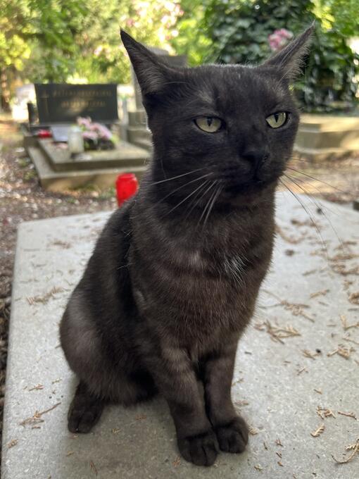 3týždenní test pre mačky recenzie