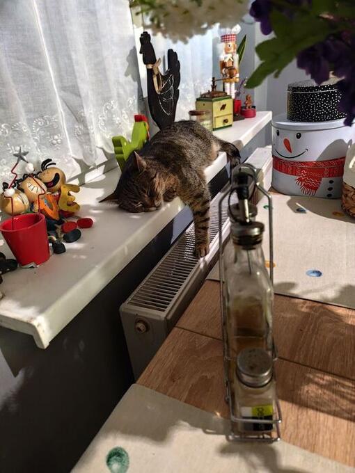 3týždenní test pre mačky recenzie