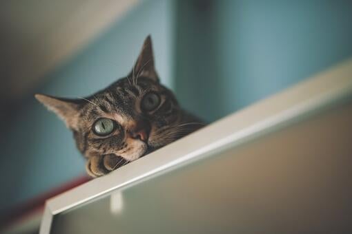 3týždenní test pre mačky recenzie