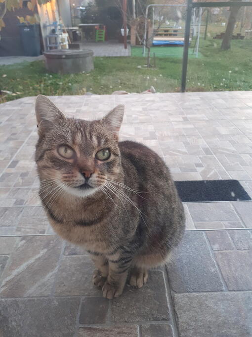 3týždenní test pre mačky recenzie