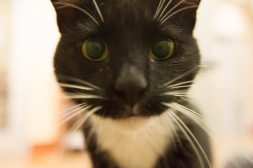 3týždenní test pre mačky recenzie