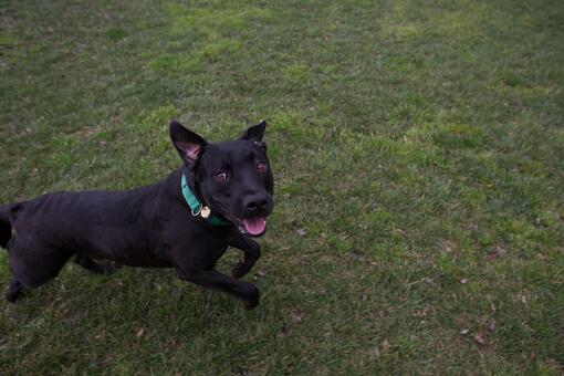 3týždenní test pre psy recenzie