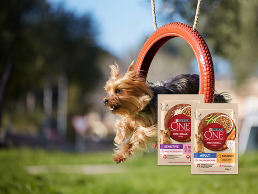 Purina ONE Sampling