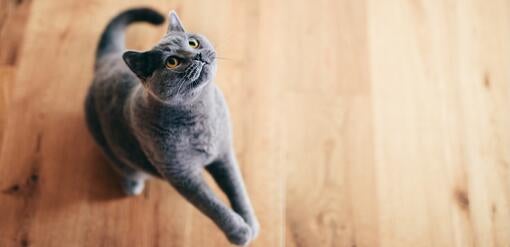 Purina Felix/Dentalife