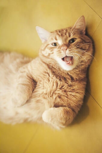 Július 3W test Purina