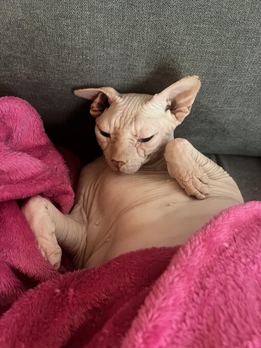 Purina ONE 3W test recenze