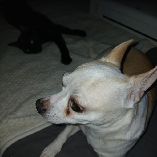 Purina ONE 3W test recenze