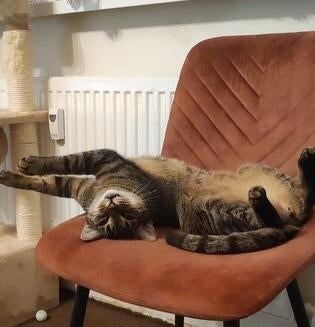 Purina ONE 3W test recenze