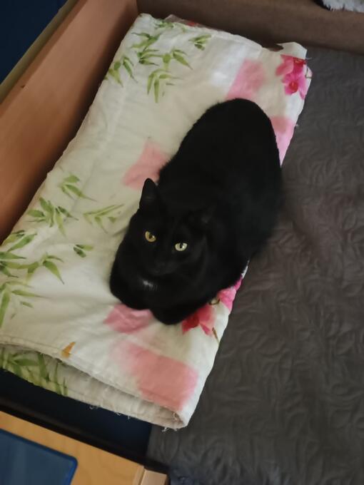 Purina ONE 3W test recenze