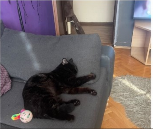 Purina ONE 3W test recenze