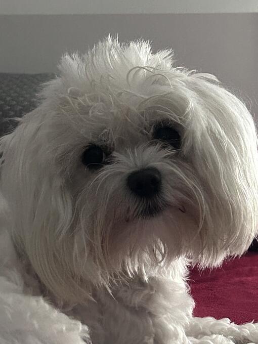 Purina ONE 3W test recenze