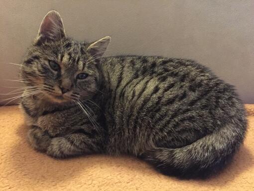 Purina ONE 3W test recenze