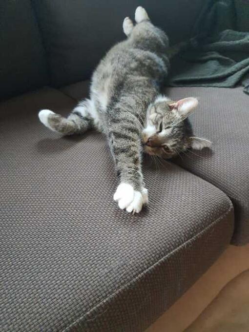 Purina ONE 3W test recenze