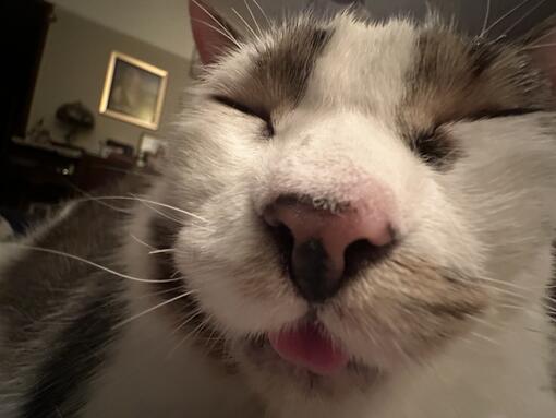 Purina ONE 3W test recenze