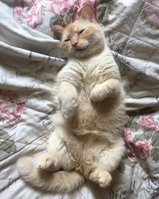 Veronika Fuseková 3W test Purina