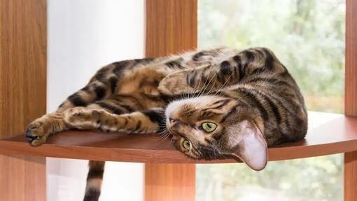 Toyger
