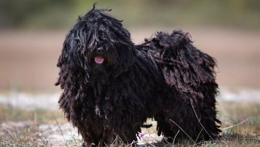 Puli