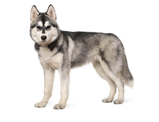 Sibírsky husky
