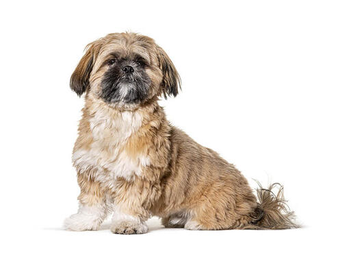 Shih-tzu
