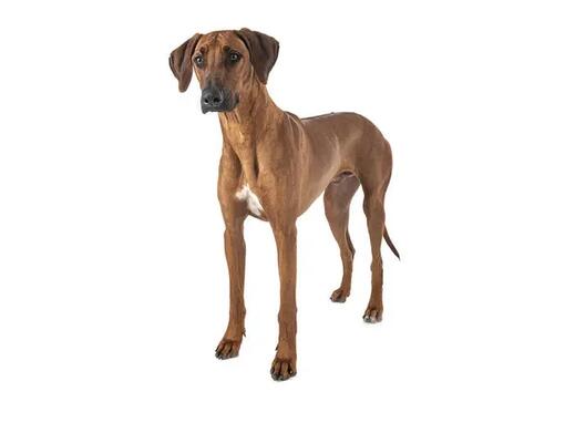Rodézsky ridgeback