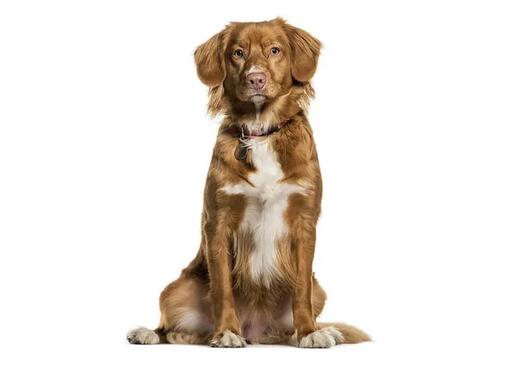 Kanadský retriever
