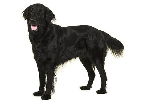 Hladkosrstý retriever