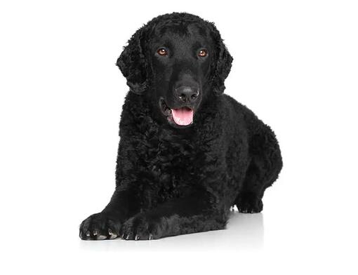 Kučeravý retriever