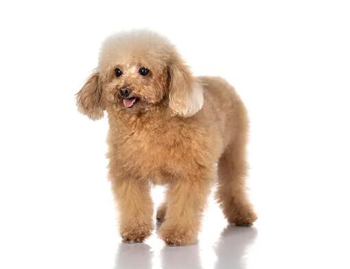 Pudel (toy)